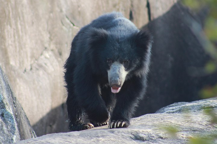 Sloth Bear